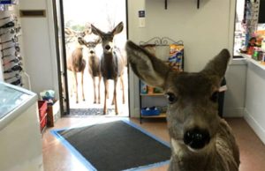 La cierva se niega a dejar la tienda – entonces la cajera tiene una brillante idea