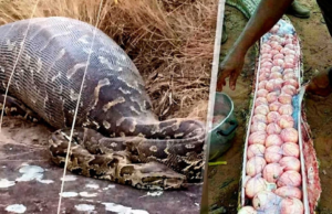 Pensaron que se había comido un niño y la asesinaron, cuando la abrieron encontraron algo mucho más aterrador