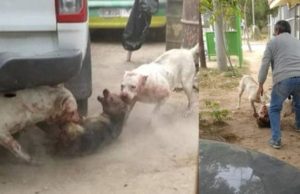 Secuestraba a perros callejeros para que sus dogos los torturaran y después se los comieran