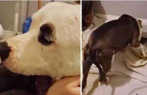 Dejan a mujer asistir a parto de cachorros, luego mamá perra hace algo que jamás ha visto antes