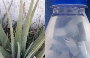 Usa así el aloe vera y la sábila