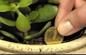 Esta planta en tu hogar funciona como imán para la riqueza y llama a la energía positiva