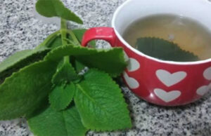 Si tienes esta planta en tu casa, tienes un tesoro y no lo sabías