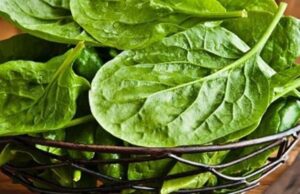 Las Espinacas una buena fuente de vitaminas