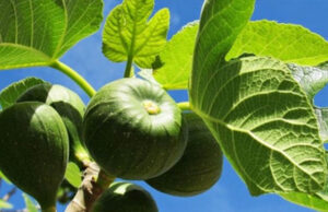 Beneficios de beber te con hojas de higo