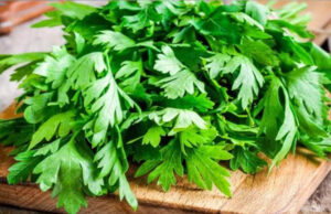 El Perejil y sus beneficios, limpia la sangre, los riñones, el hígado, y más