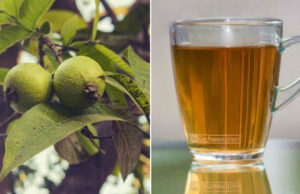 Té de Hojas de Guayaba: beneficios, propiedades y como prepararlo