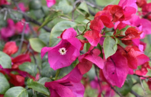 Beneficios y propiedades de la flor de bugambilia para la salud