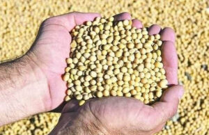 Esta semilla quita la diabetes, adelgaza rápidamente, y elimina la grasa de venas