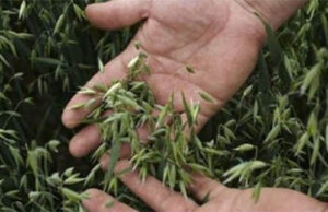 Este remedio natural combate la pérdida de memoria