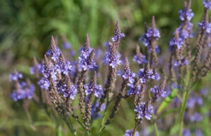 Beneficios de consumir verbena
