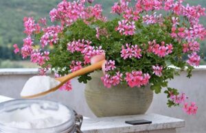 Cómo utilizar bicarbonato para favorecer la floración de tus plantas