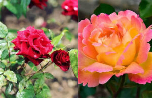 Aprende a cultivar rosas que florecerán todo el año