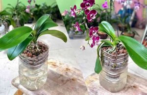 Orquídea, si la plantas así la planta crece y florece muy rápido
