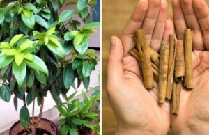 Cómo plantar un árbol de canela para que nunca falte en tus comidas y postres
