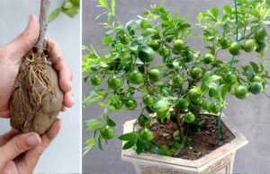 Cómo cultivar limones en casa y nunca volver a comprarlos