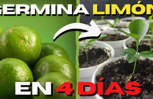 No tires las semillas de limón: así es como se usan para cultivar un árbol de limón