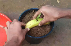 Enterrar un plátano en el suelo: es increíble lo que sucede después de 7 días