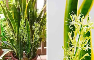 Cómo hacer que la lengua de una suegra florezca para perfumar toda la casa