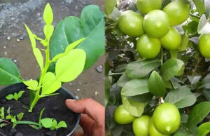 El truco del agricultor para cultivar esquejes de limón en 30 días