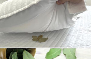 Coloca hojas de laurel bajo la almohada y observa lo que ocurre durante la noche