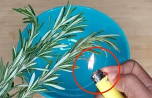 Queme 1 ramita de romero en casa y vea qué sucede después de 10 minutos