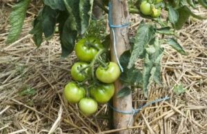 13 consejos para cultivar tomates en cantidades ilimitadas