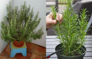 Cómo cultivar romero rápidamente a partir de una ramita