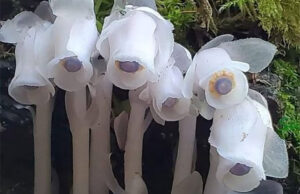 Descubre la fascinante planta monotropa uniflora: una maravilla natural única y enigmática