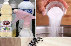 Cómo eliminar pulgas, hormigas y cucarachas de tu hogar para siempre