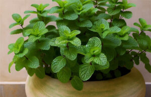 Aprende a plantar menta en una maceta y esparce su aroma por toda la casa