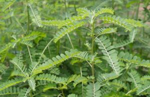 Beneficios para la salud de la Chanca Piedra