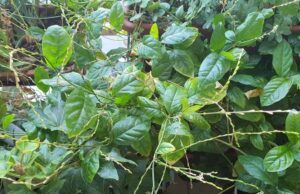 Anamú: Una Planta Milagrosa Con Increíbles Propiedades Medicinales