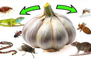 El Poder del Ajo: Elimina Plagas de Forma Natural y Ecológica