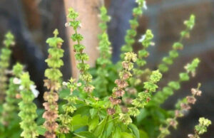 La infusión de esta planta mejora tu vista de forma natural