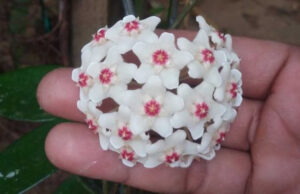 Cómo cultivar flor de cera y todos los secretos para hacerla florecer