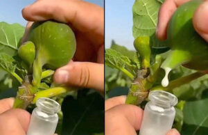 Los increíbles beneficios de la savia de higo: el elixir oculto de la naturaleza viva