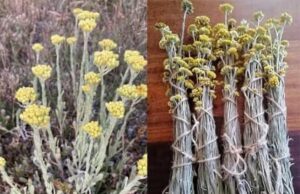 Descubre los beneficios de la flor inmortal o flor de papel