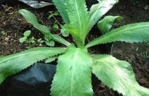 Cilantro silvestre morfina natural