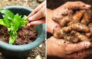 Aquí se explica cómo cultivar cúrcuma para tener cantidades infinitas en casa