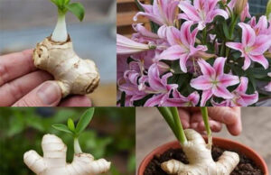 Cómo cultivar jengibre en casa para tener un suministro inagotable