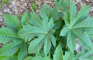 Descubre Algunos de los beneficios de las hojas y semillas de ricino