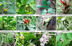 Extractos de plantas medicinales para cuidar nuestra salud