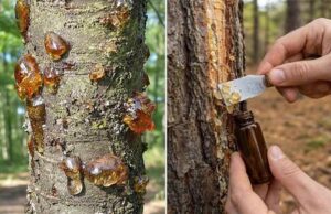 La Resina Olvidada que Vale Oro: El Tesoro Natural que Pocos Supieron Reconocer