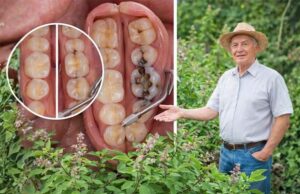 Beneficios del Tulsi para la Salud Bucal